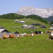 Greste z nami na Veliko planino?