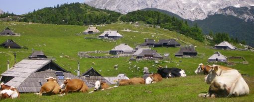 Greste z nami na Veliko planino?