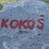 Vabilo: družinski izlet na Kokoš