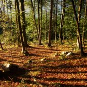 Orientacijski izlet po Domžalah in okolici