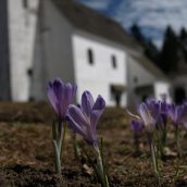 Vabilo: Meddruštveni pohod na Pohorje