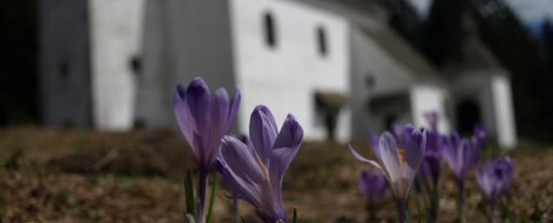 Vabilo: Meddruštveni pohod na Pohorje
